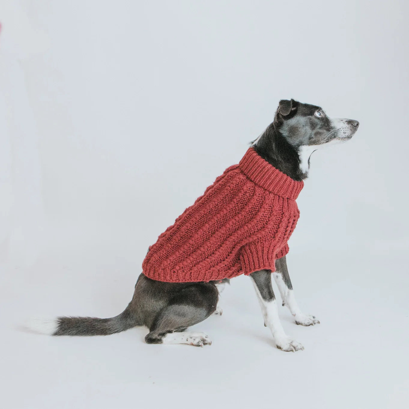 Pet Clothing & Accessories