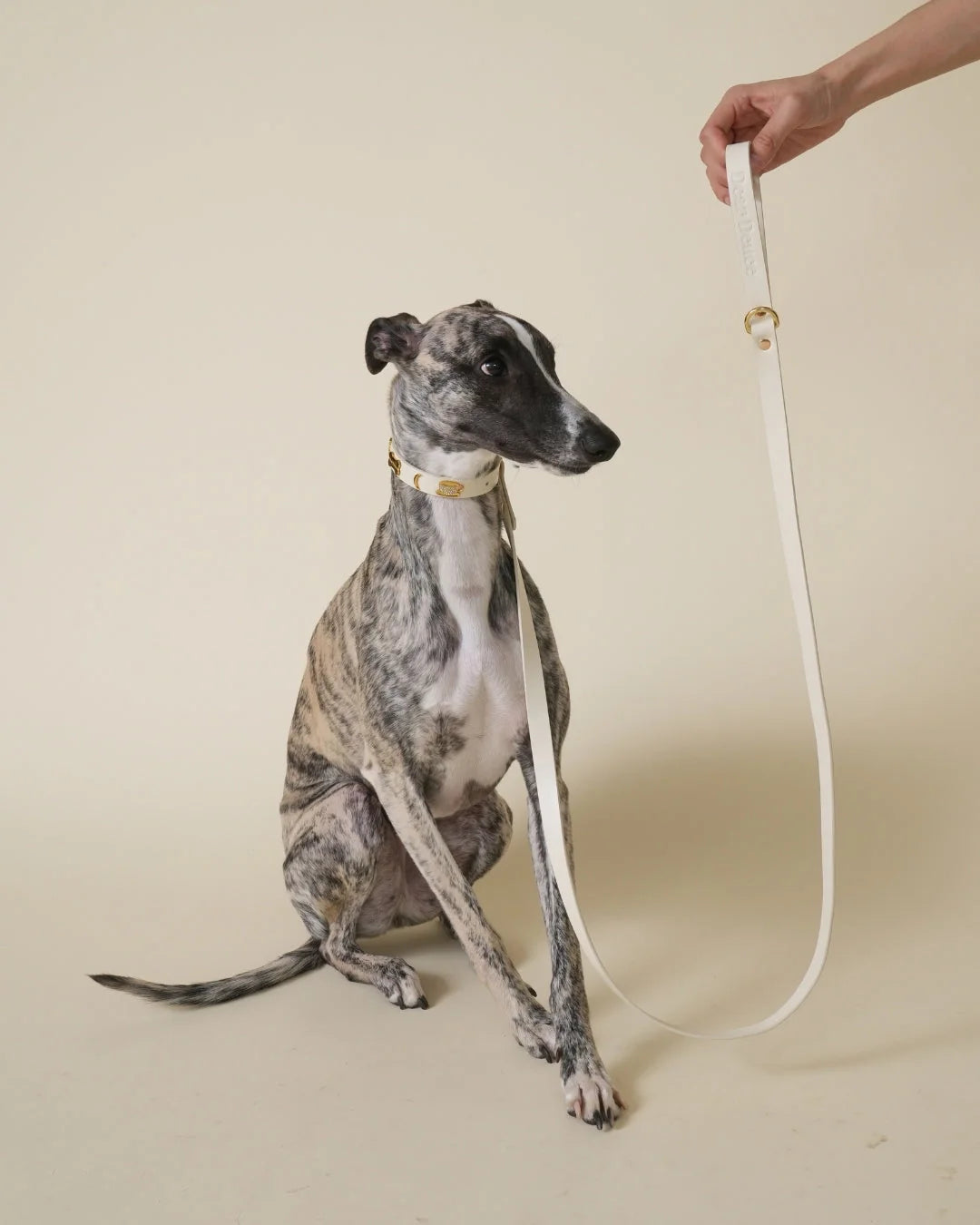 Dog Leashes & Walking Accessories