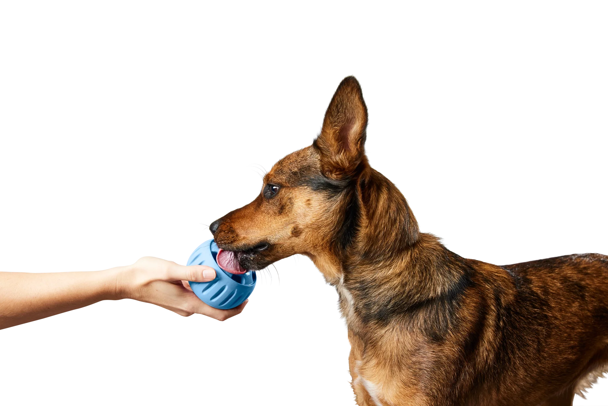 Dog Toys & Interactive Play