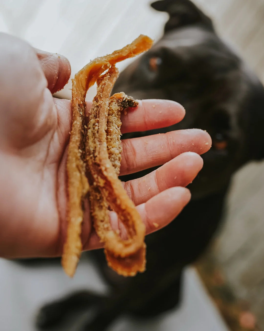 Premium Pet Treats & Snacks