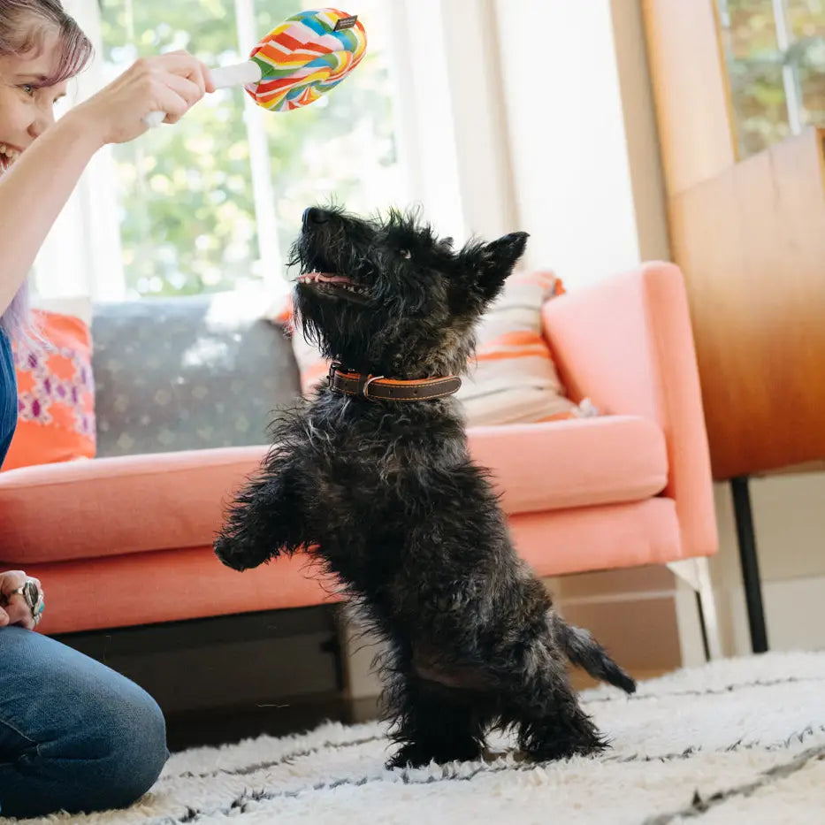 Play Pet Brand - Snack Attack Lollipop