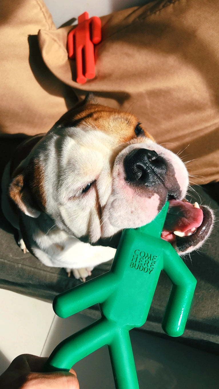 Come Here Buddy Dog Chew Toy - Stop & Go