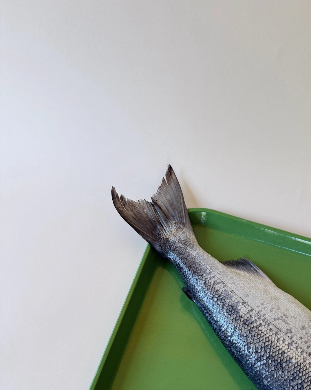 Amica Science - Wild Salmon Tails