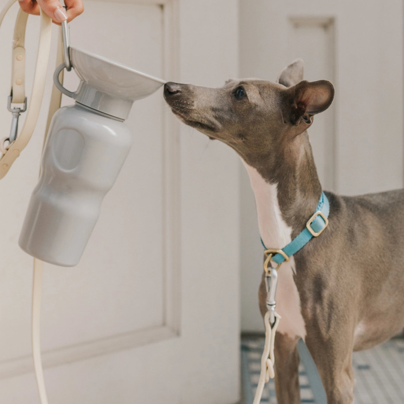 Springland Pets Dog Travel Water Bottle Bowl 22oz