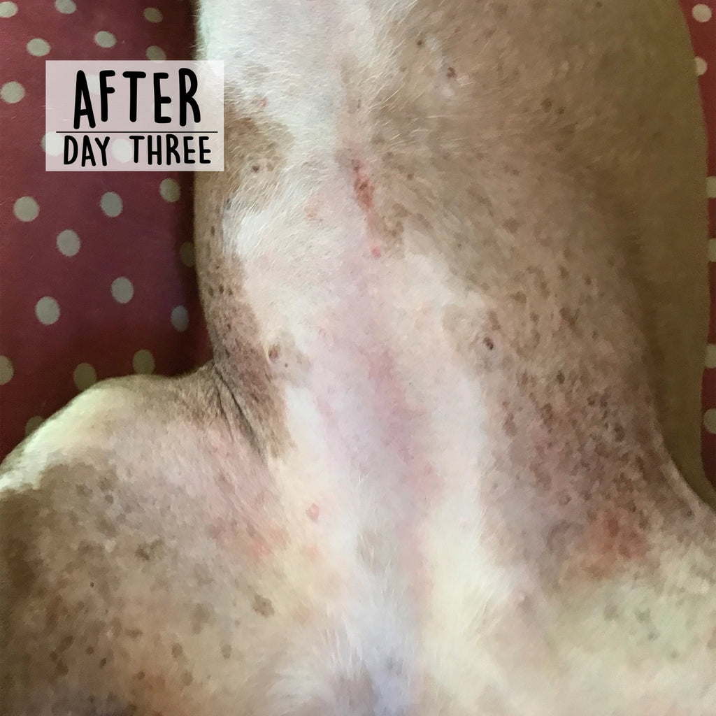 Cordoba Farms Skin Therapy Balm
