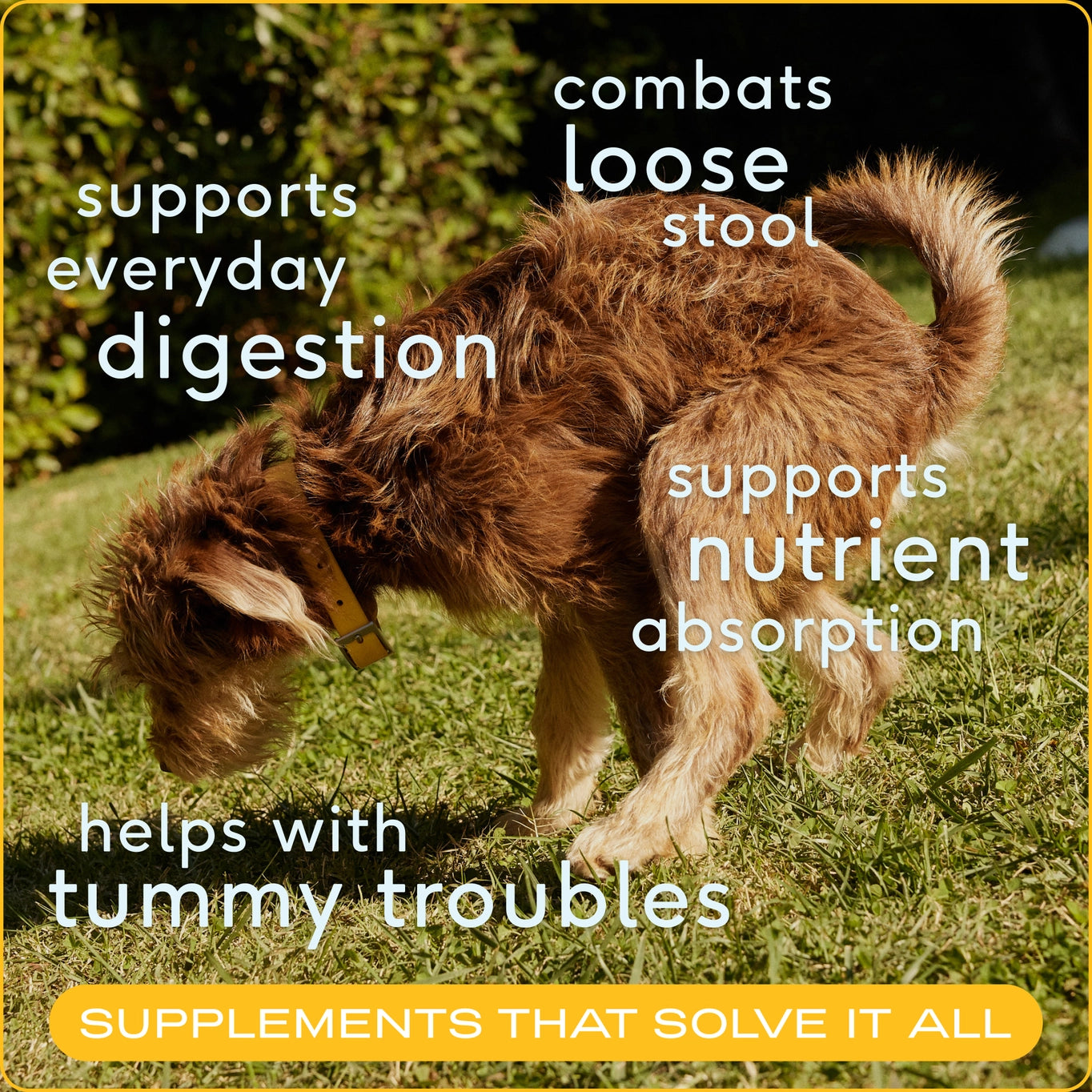 Native Pet Organic Pumpkin Fiber Powder, Digestive Supplement For Dogs 16oz