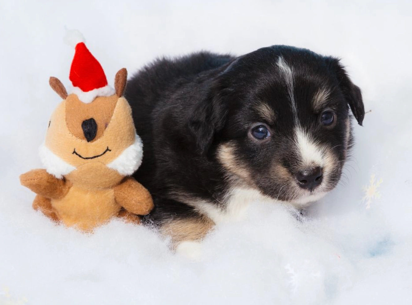Holiday Zippy Burrow - Yule Log - Christmas Dog Toy