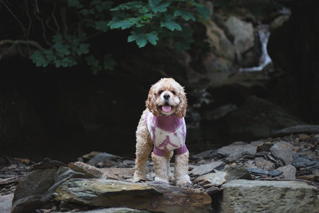 Wooliie Merino Wool Plain Knit Dog Sweater
