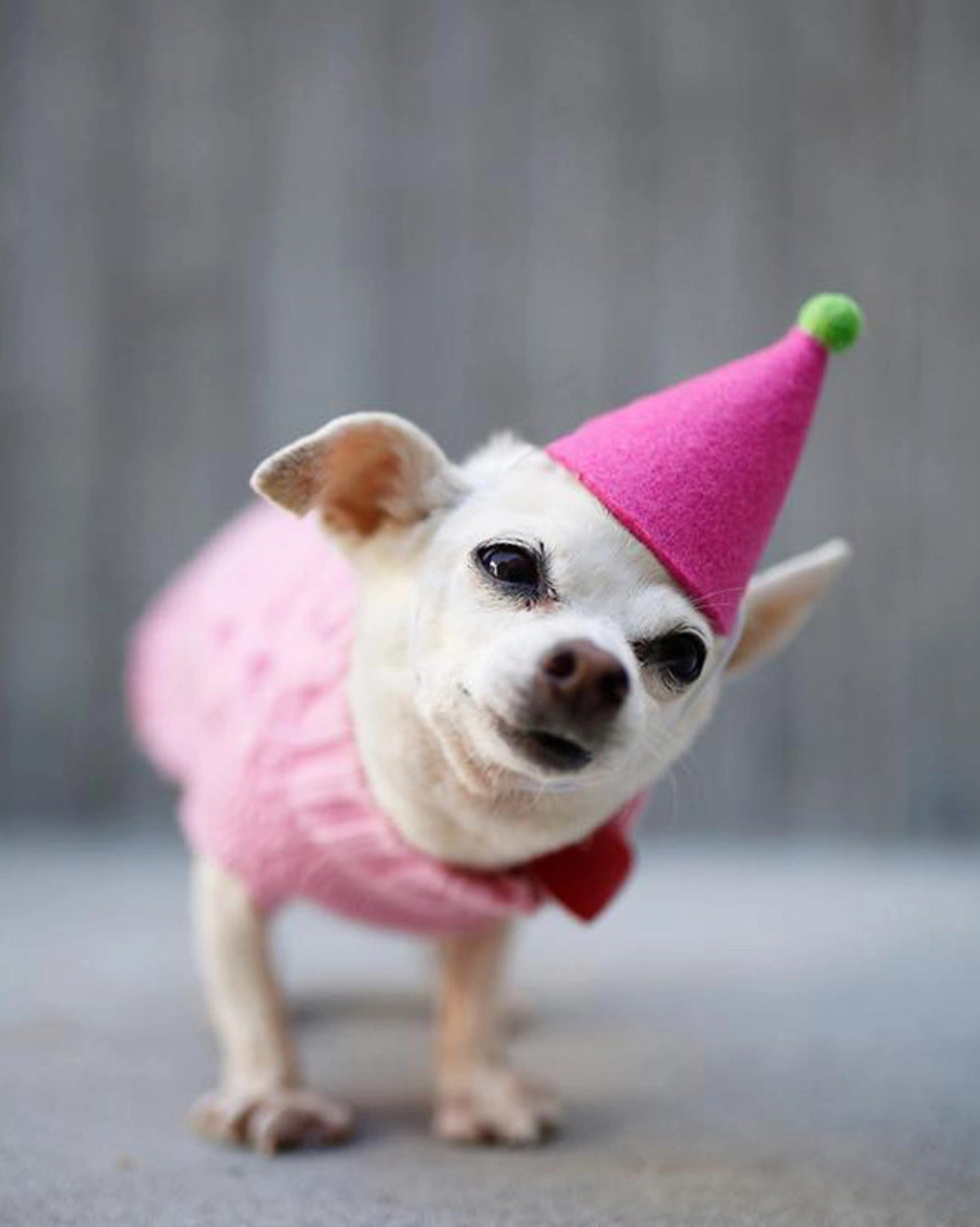ModernBeast Pawty Hat