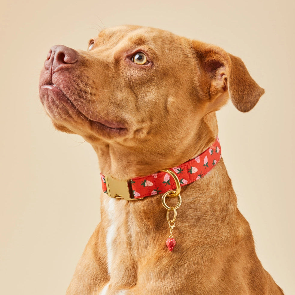 Berry Sweet Dog Collar