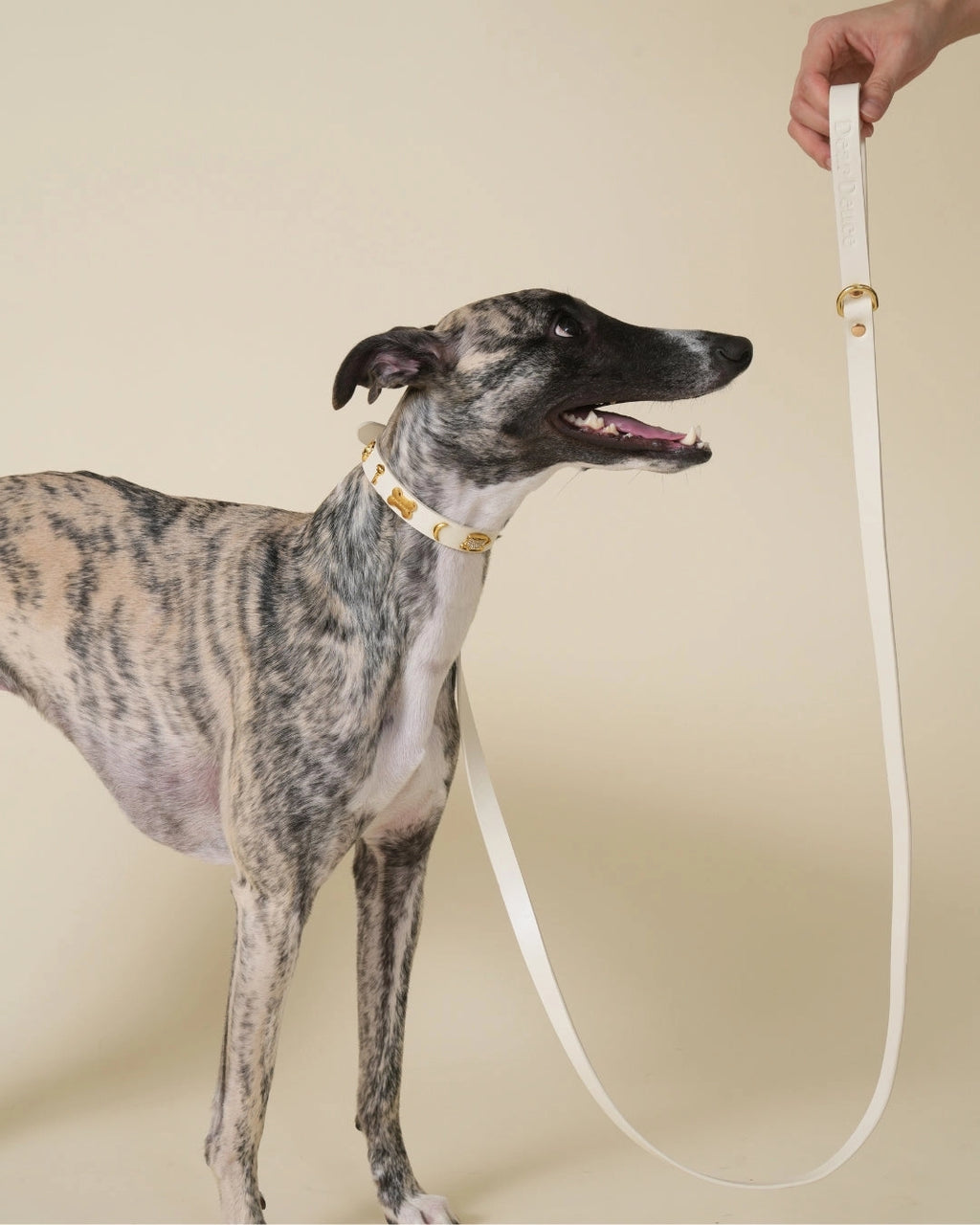 Dear Deuce The Couch Potato Leash