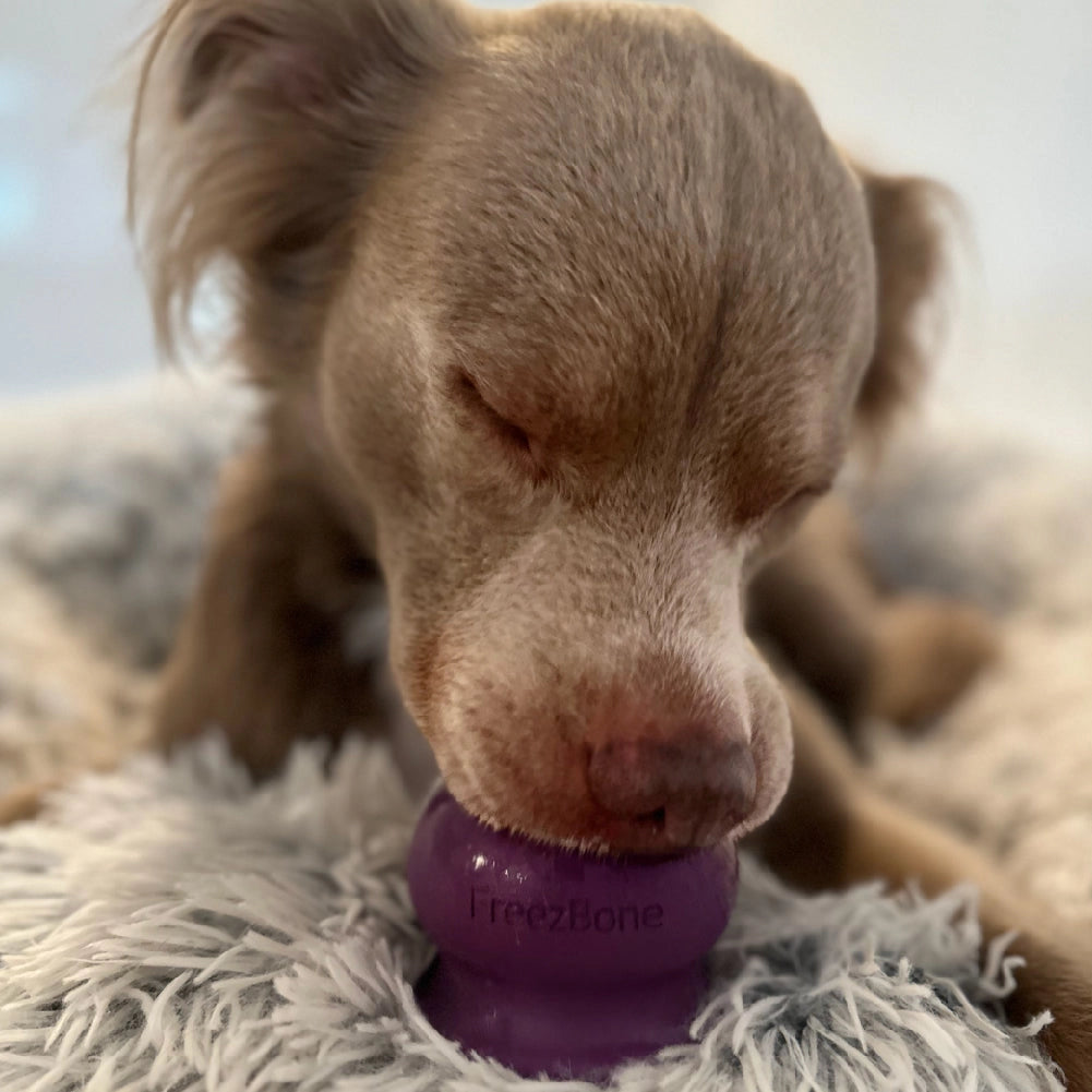 Freezball Fillable Enrichment Toy