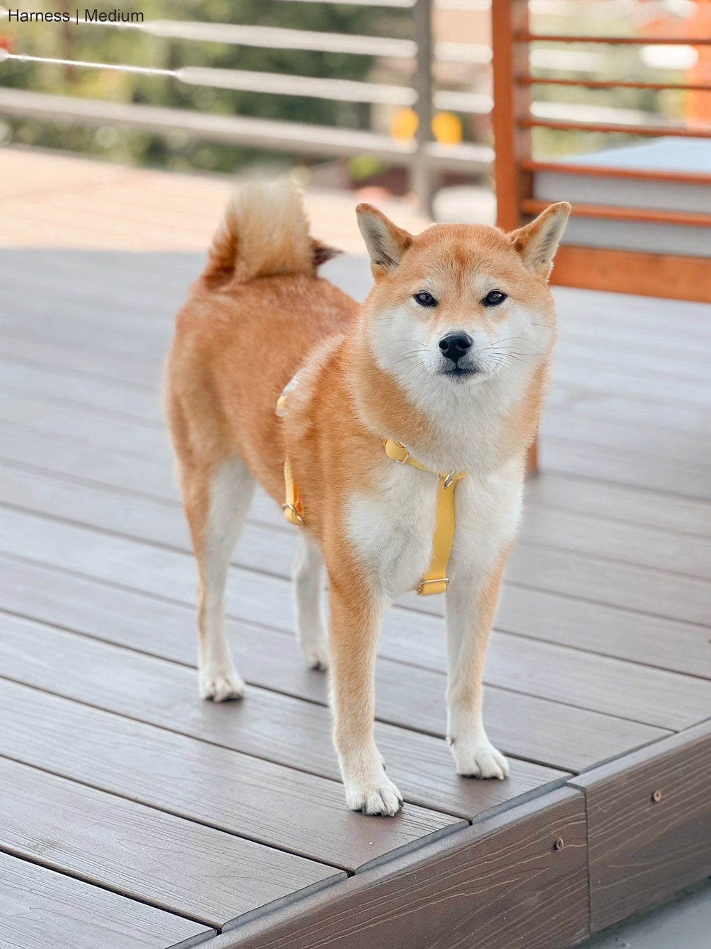 Sunny Tails Cloud Lite Harness