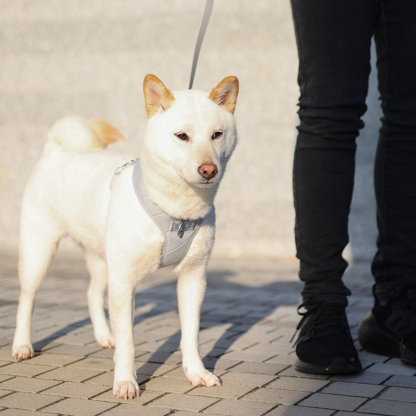 Roam Luxe Dog Harness