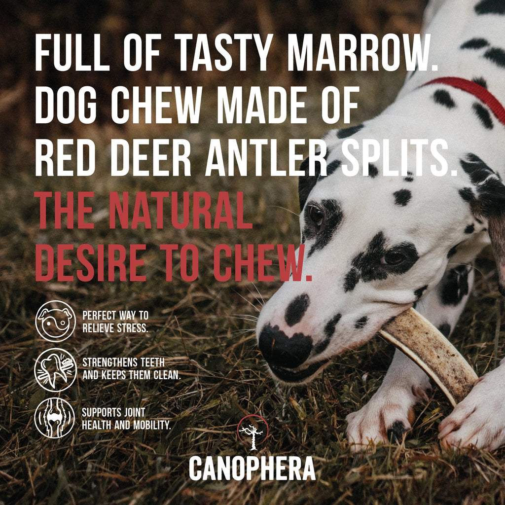 Canophera Red Deer Antler Splits