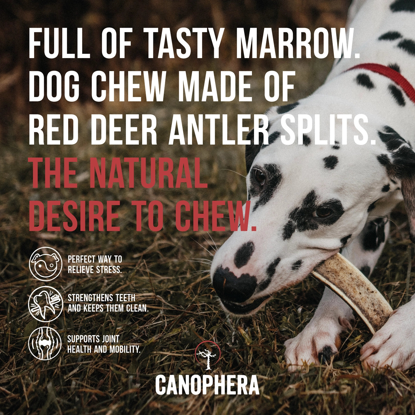 Canophera Red Deer Antler Splits
