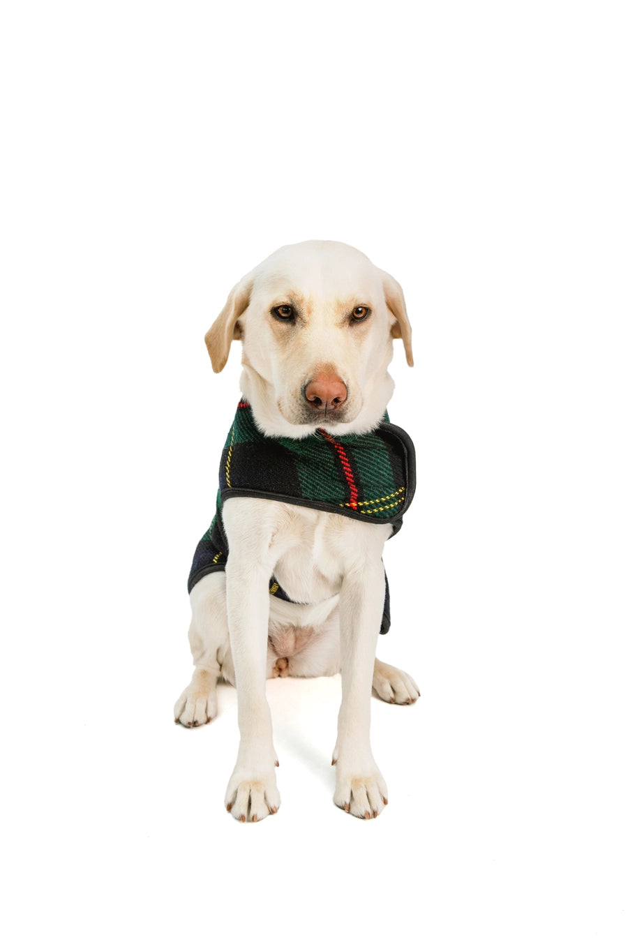 Chilly Dog Blanket Coat