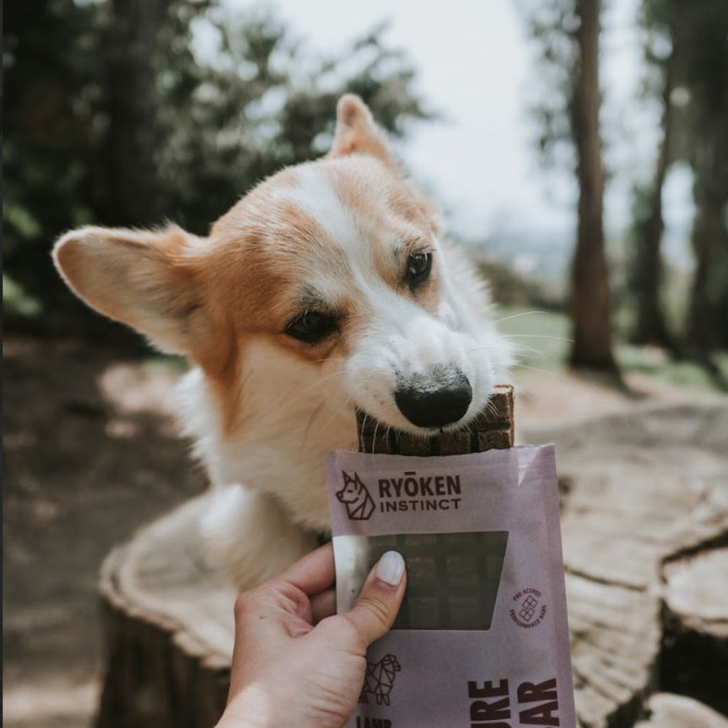 Ryōken Instinct Lamb Treat & Snack Bar For Active Dogs - Energy & Recovery