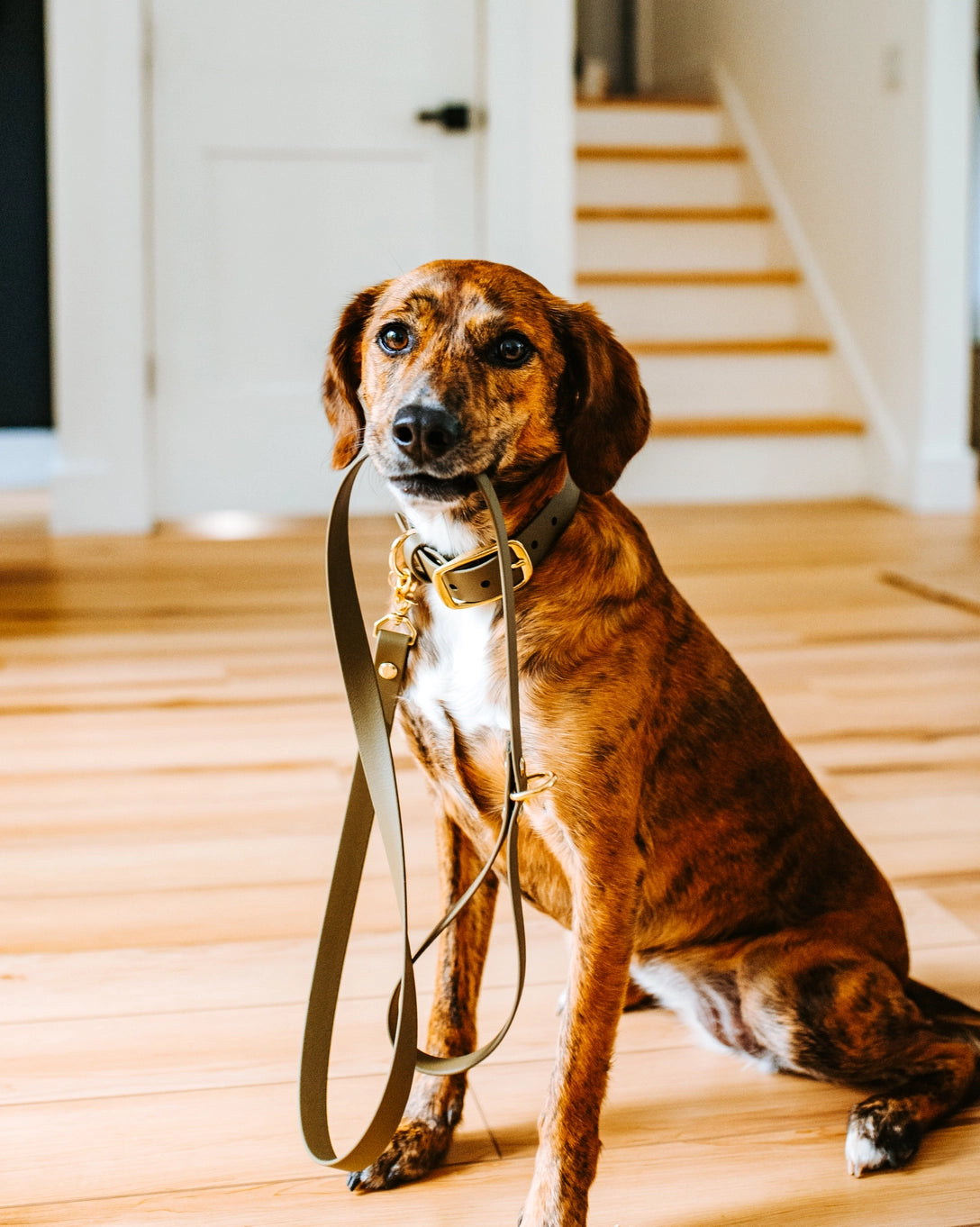 Foxmoth Modern Waterproof Dog Collar