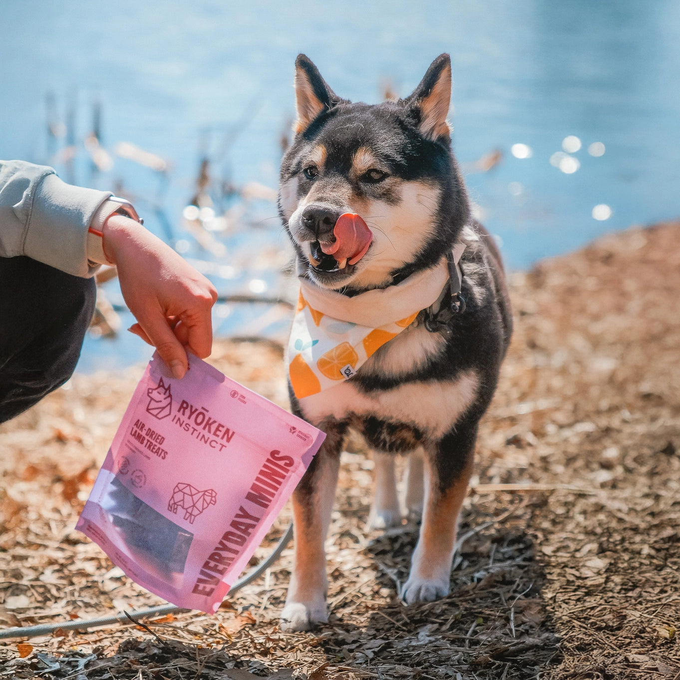 Ryōken Instinct Lamb Mini Training Treats For Dogs