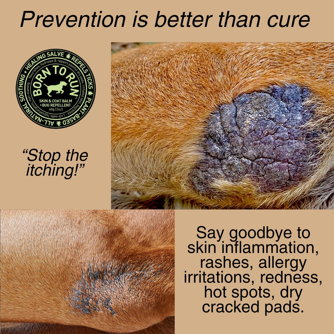 Born To Run Skin & Coat Healing Balm w/ Bug Repellent Organic