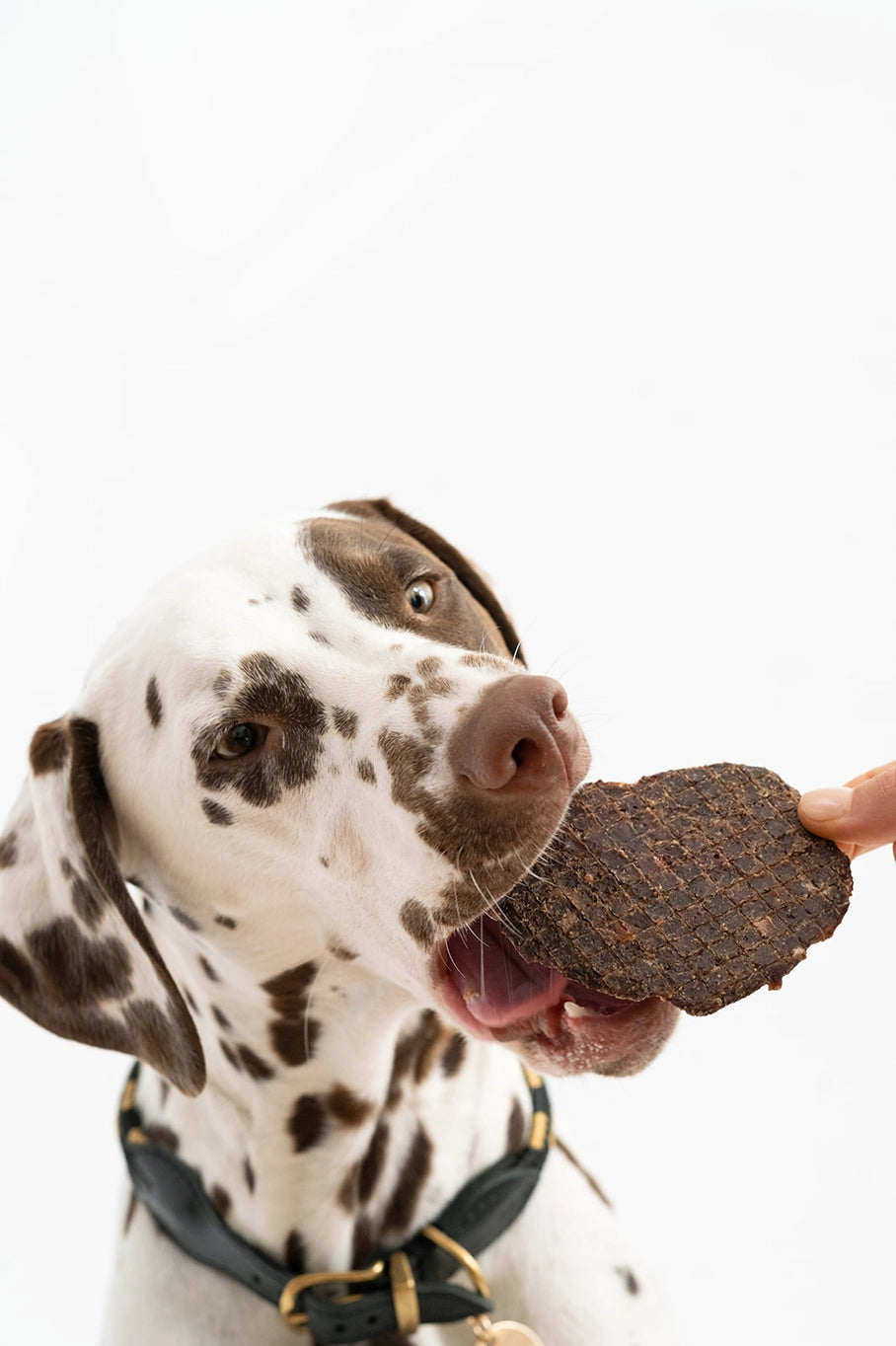 Winnie Lou Turmeric Bison Jerky