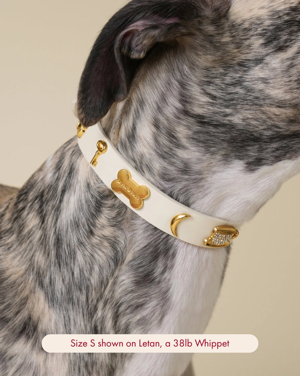 Dear Deuce The Couch Potato Collar