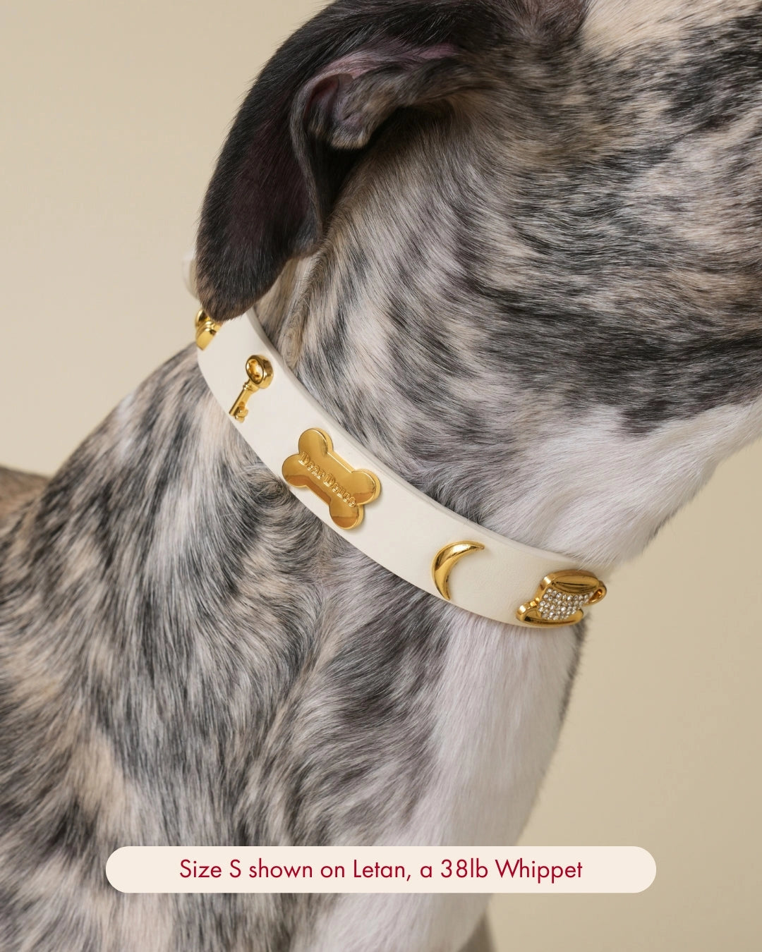 Dear Deuce The Couch Potato Collar
