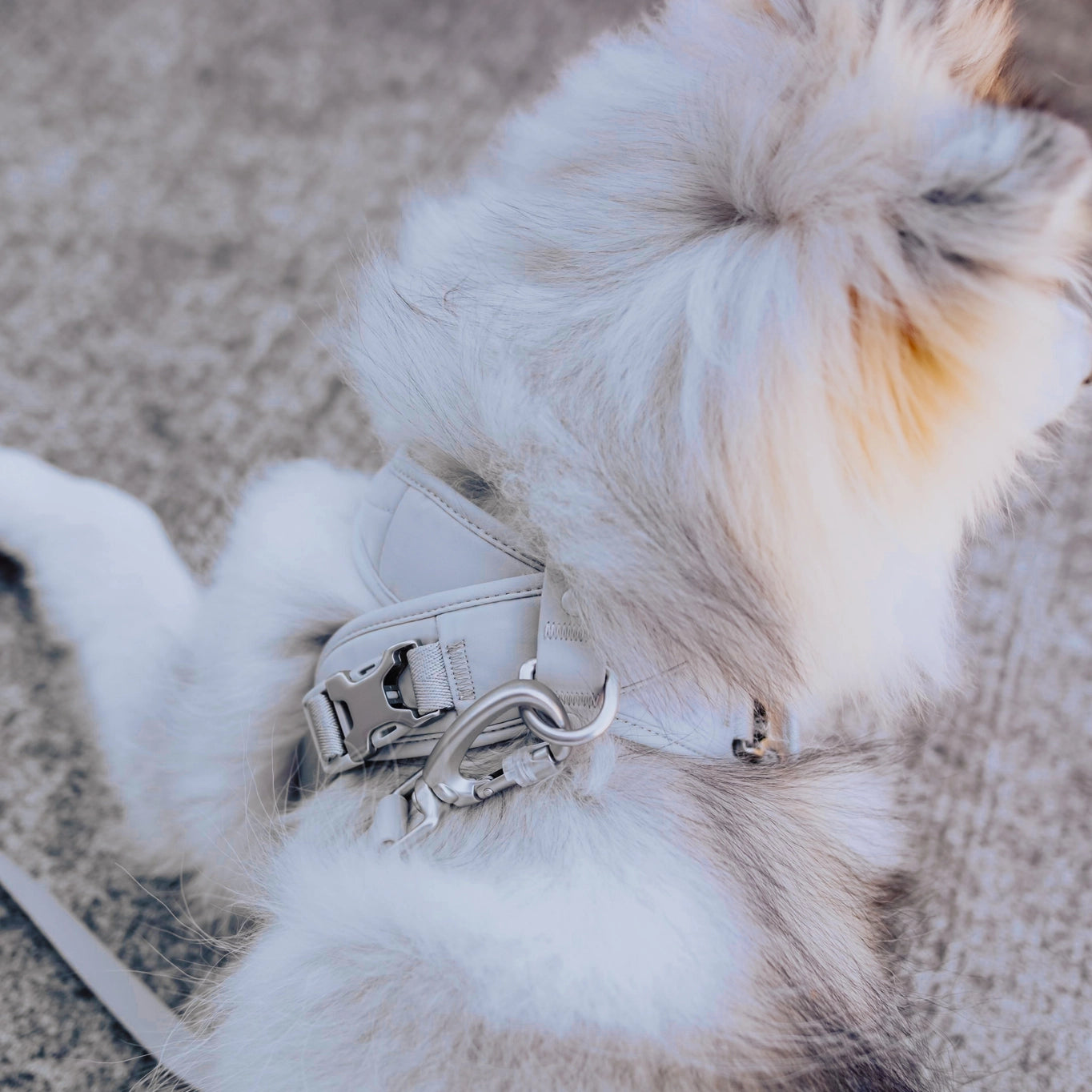 Roam Luxe Dog Harness