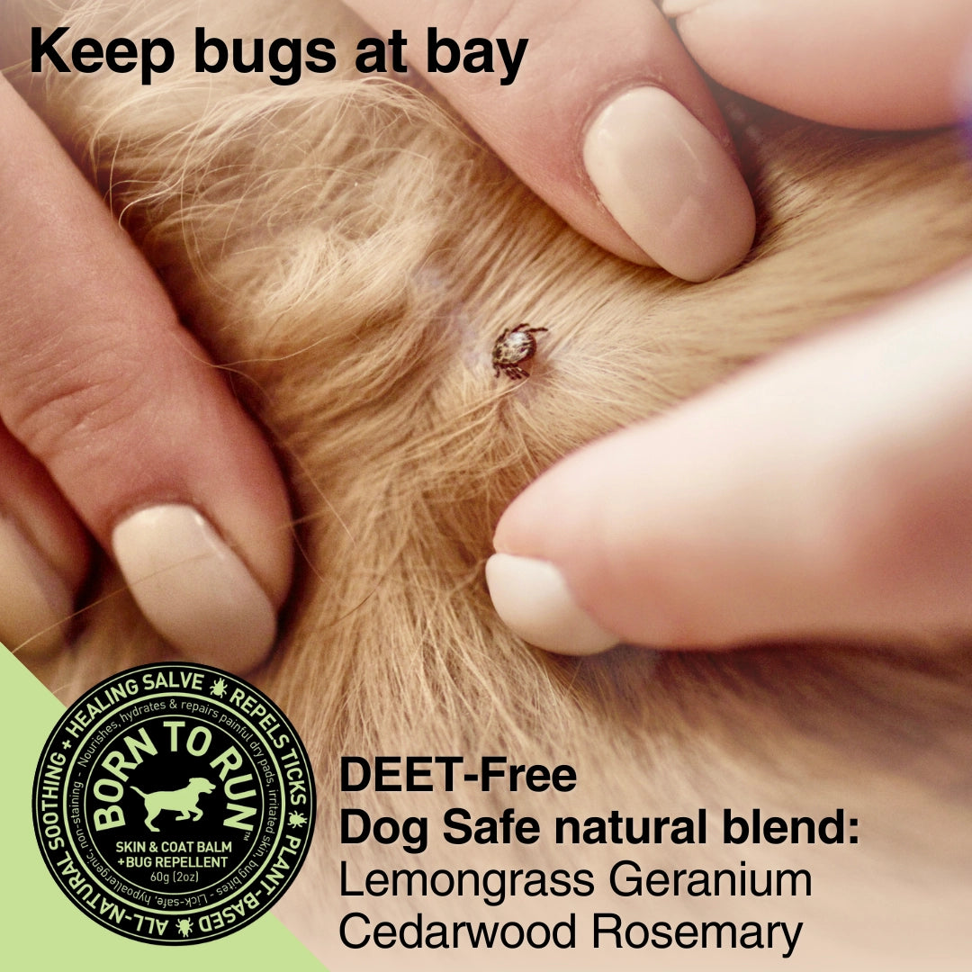 Born To Run Skin & Coat Healing Balm w/ Bug Repellent Organic