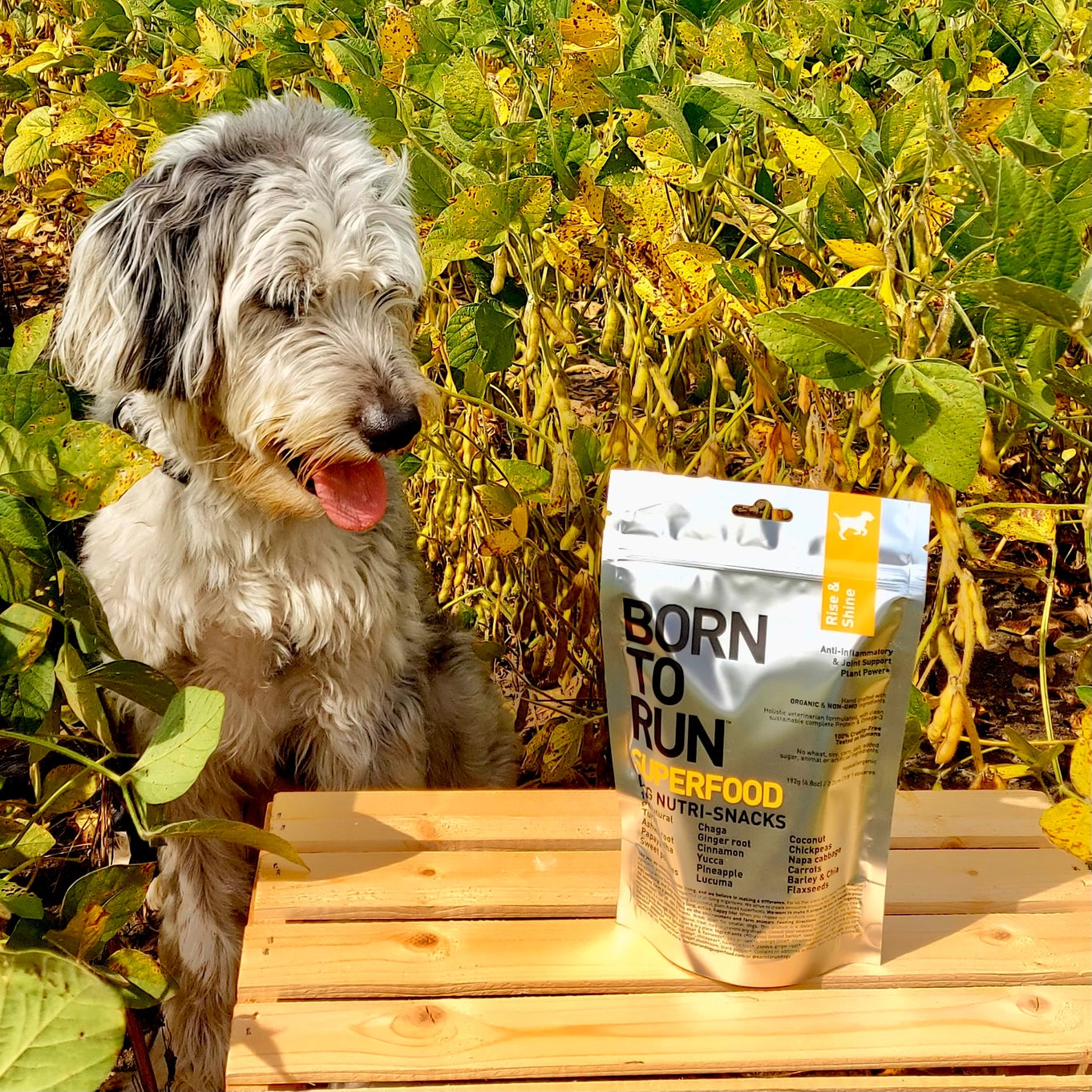 Born To Run Rise & Shine Anti-Inflammatory & Joint Support Treats