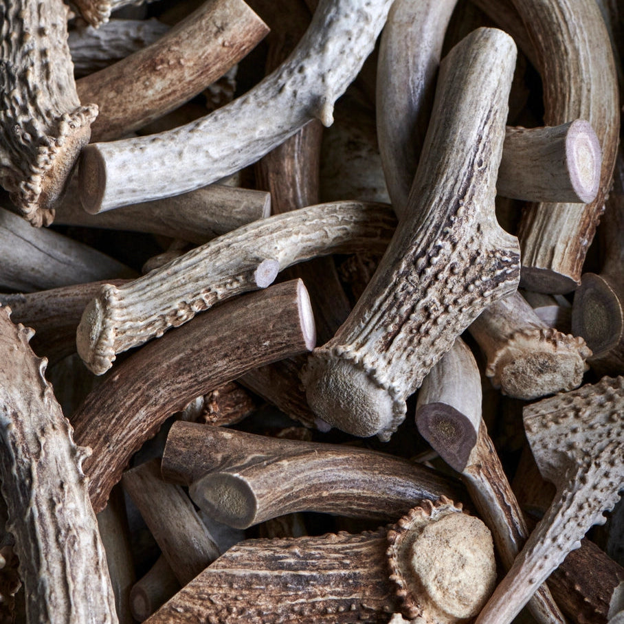 Large Whole Deer Antlers