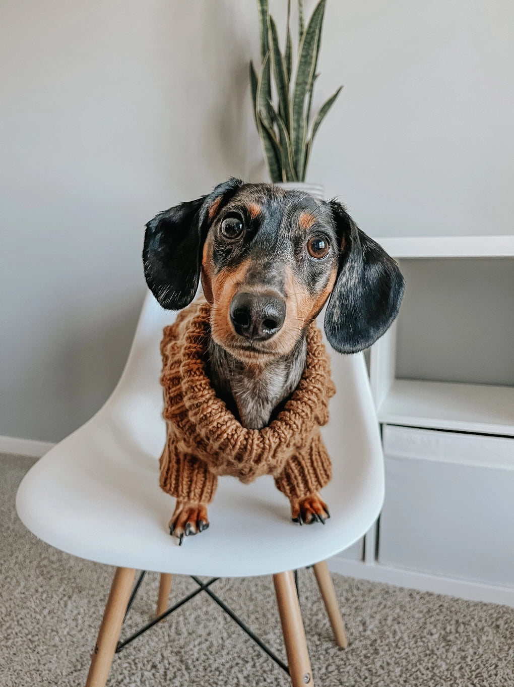 Sassy Woof Dog Cable Knit Sweater