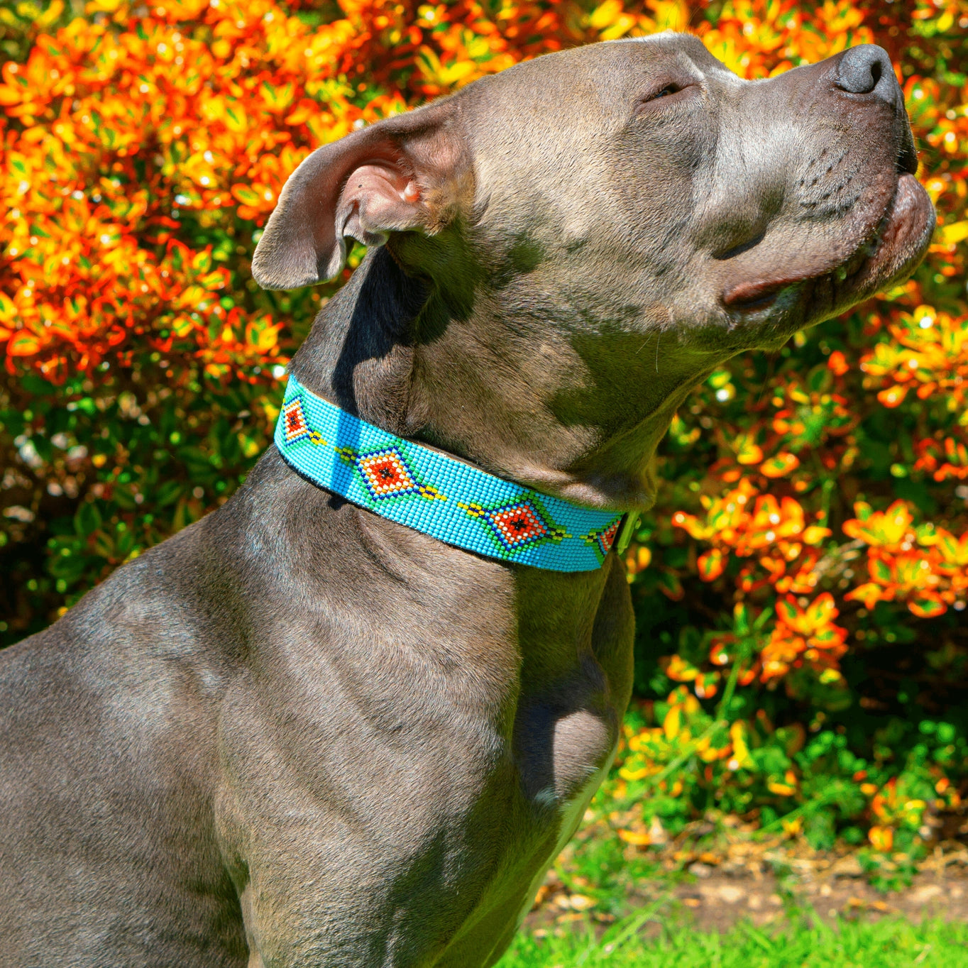 Blue Vogue Sambboho Dog Collar