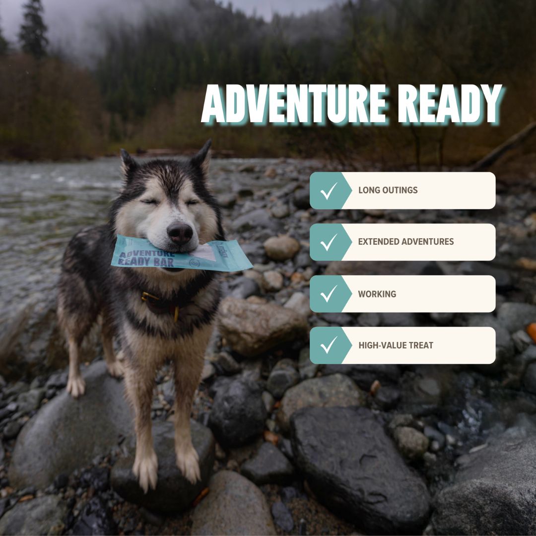 Ryōken Instinct Seafood Treat & Snack Bar For Active Dogs - Energy & Recovery