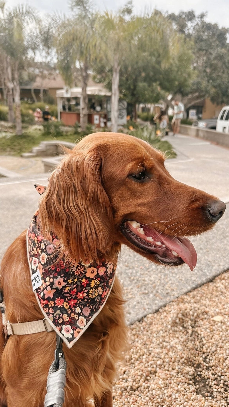 Boneyard Co "Autumn Bouquet" Dog Bandana