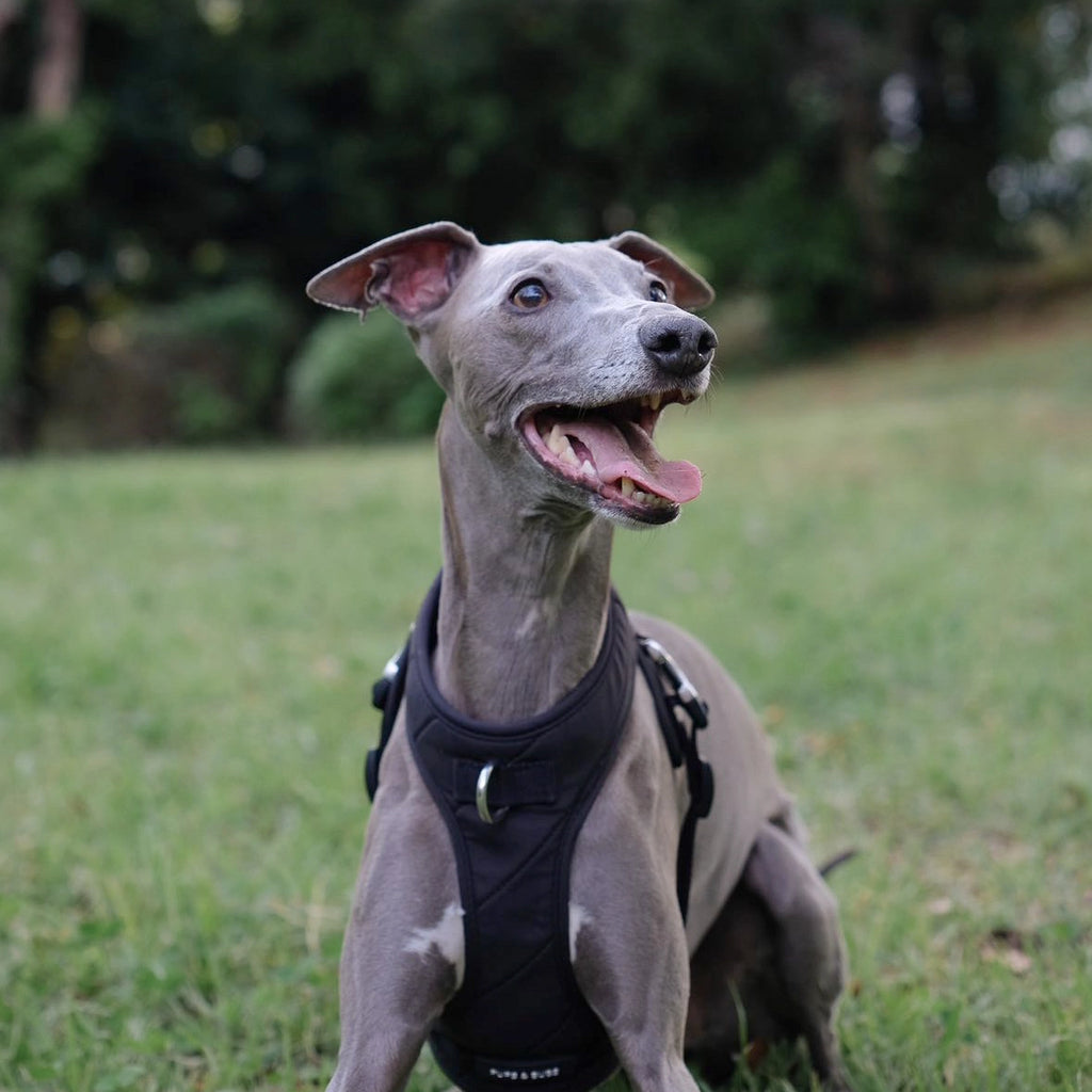 Roam Luxe Dog Harness