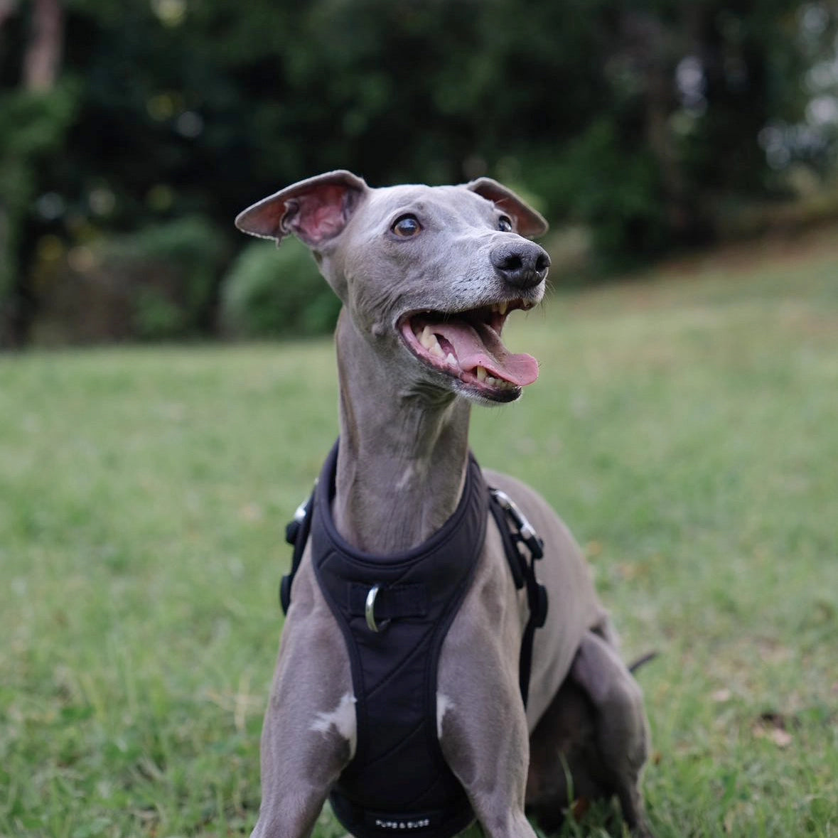 Roam Luxe Dog Harness