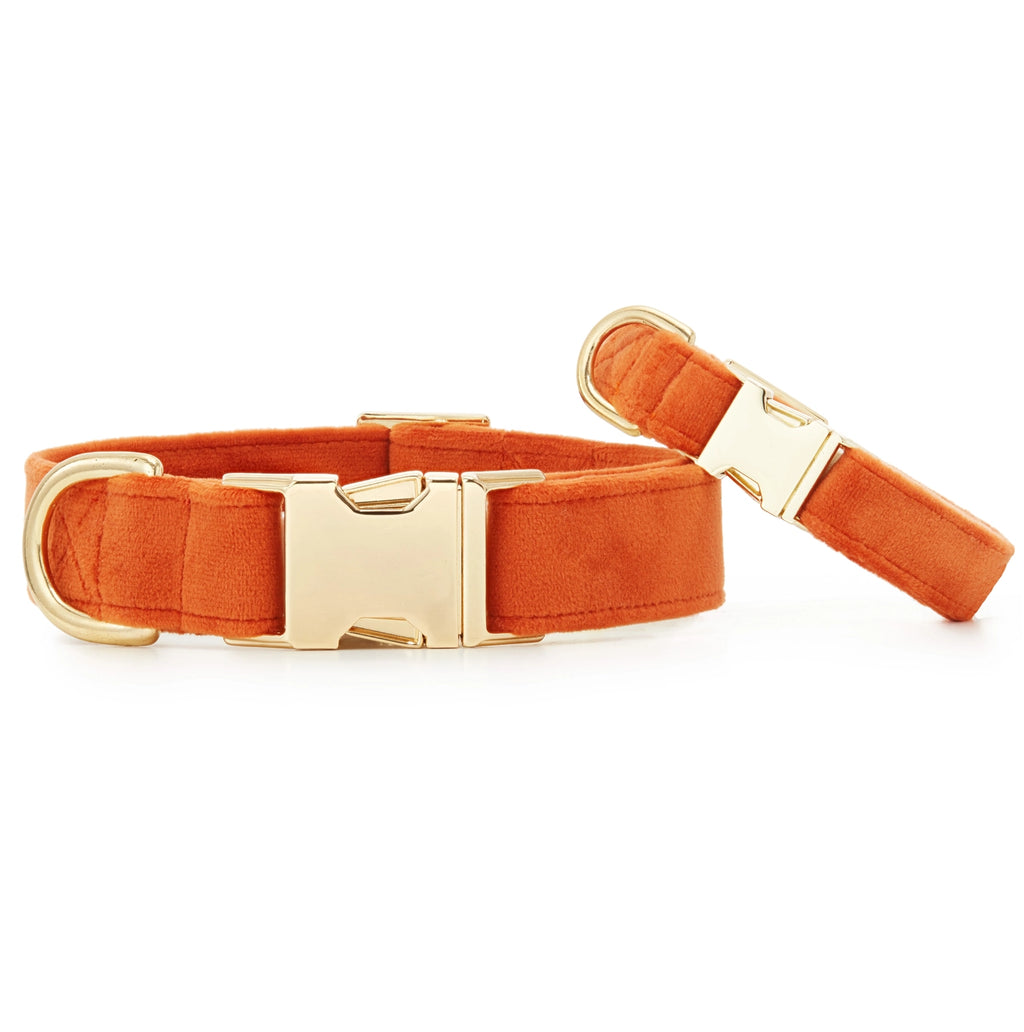 The Foggy Dog Velvet Collar