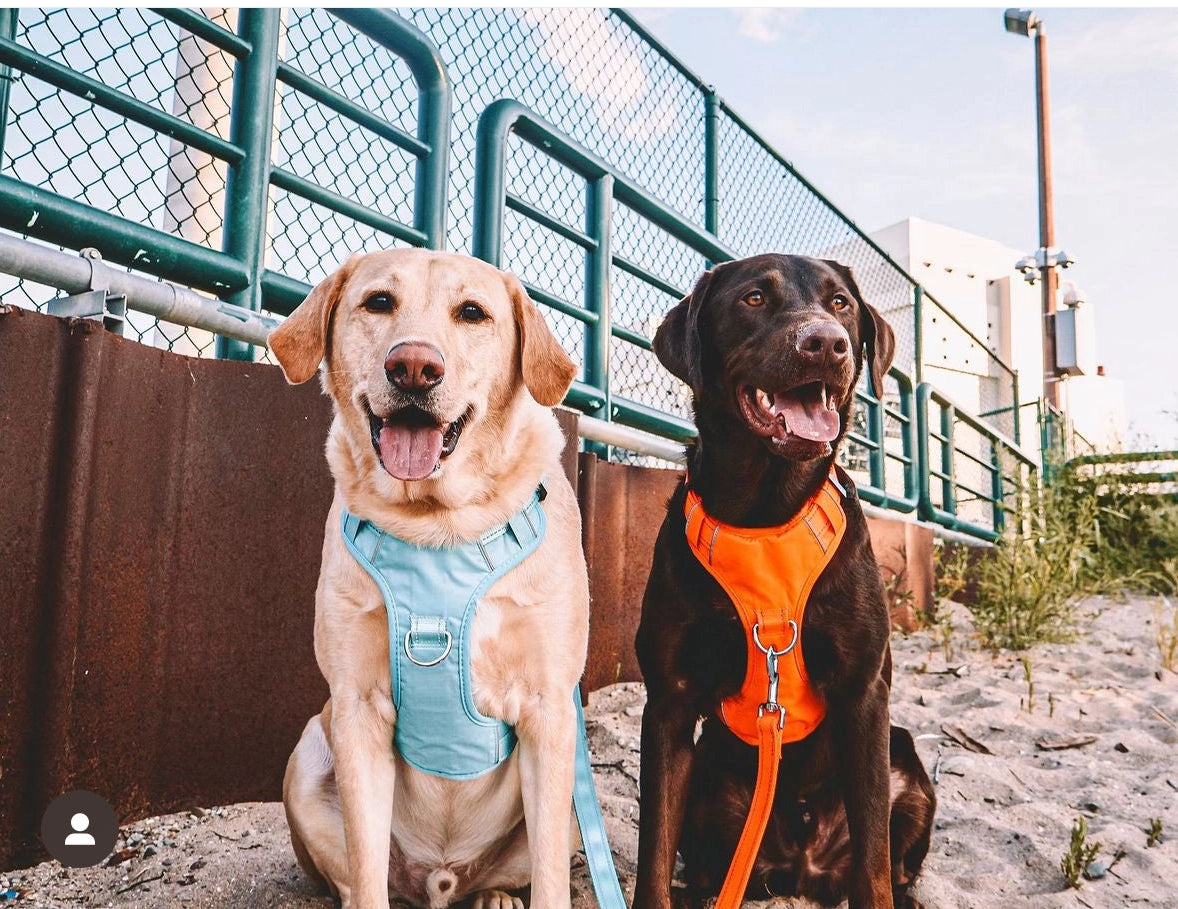 Baydog Chesapeake Bay Dog Harness