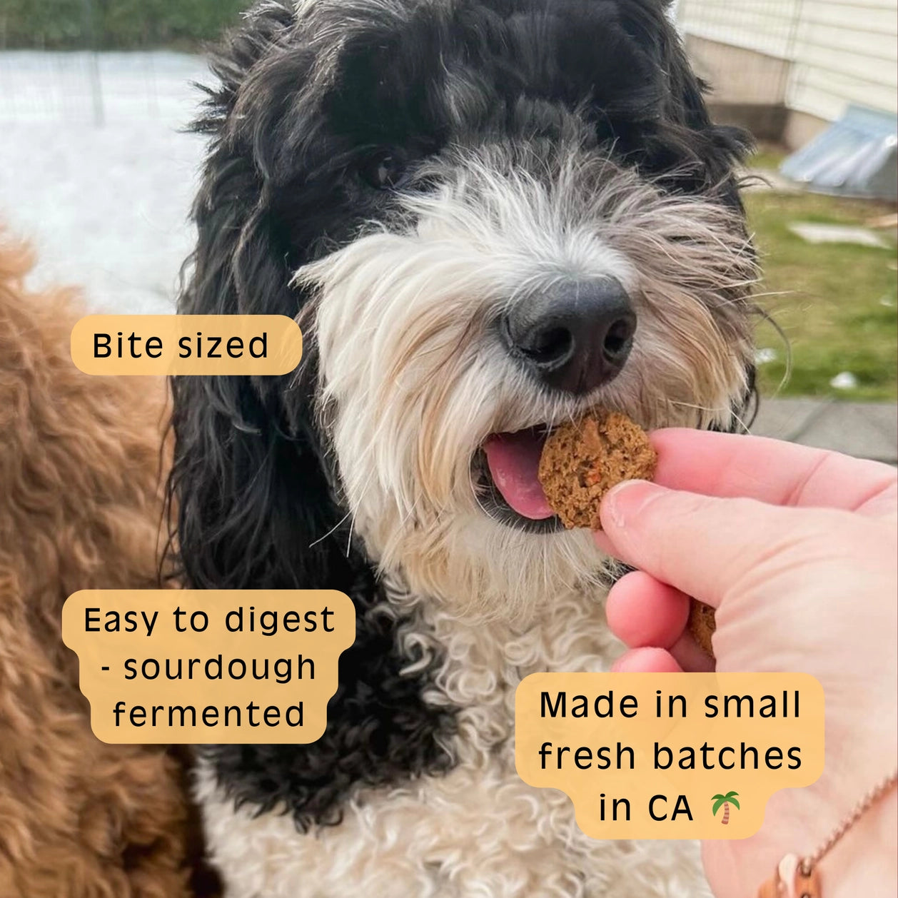 Sour Dog Crunch Munch - Apple & Carrot Sourdough Dog Treats