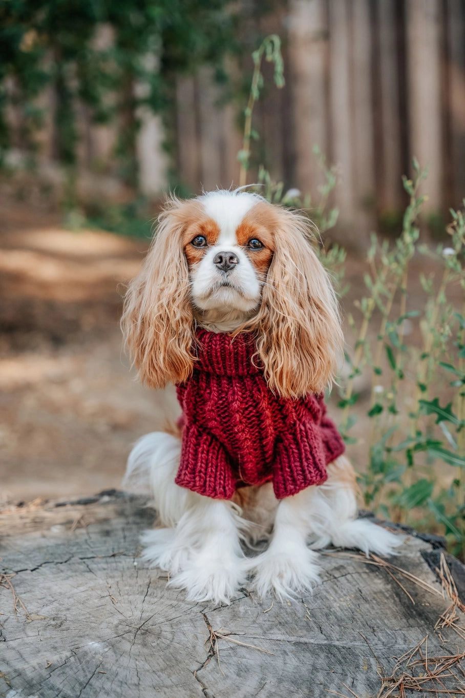 Sassy Woof Dog Cable Knit Sweater