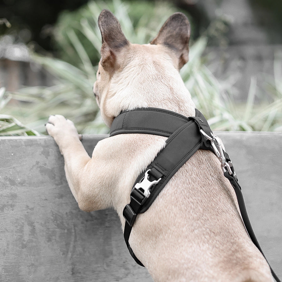 Roam Luxe Dog Harness