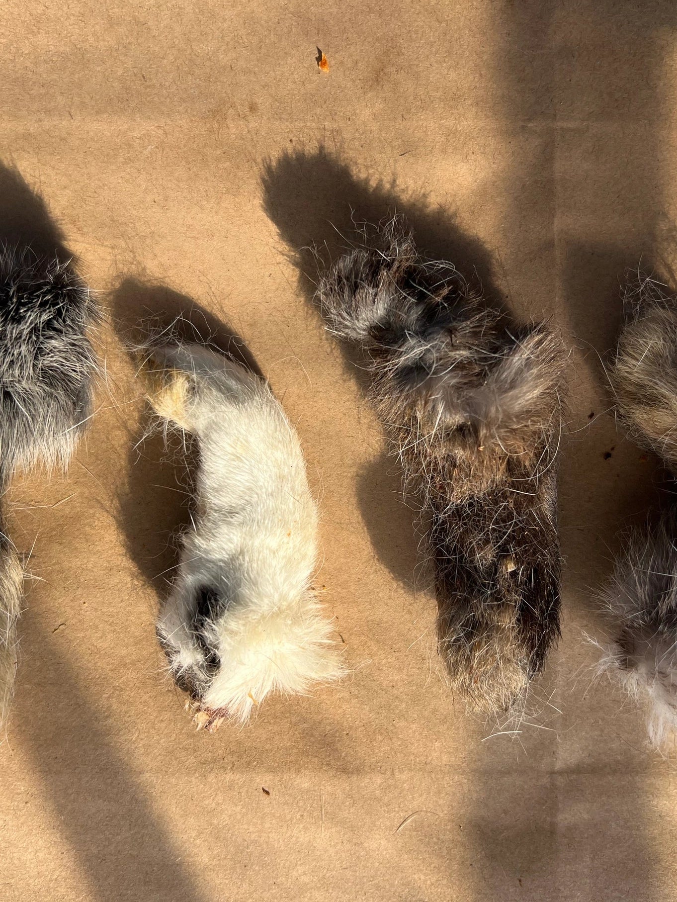Mini Rabbit Paw