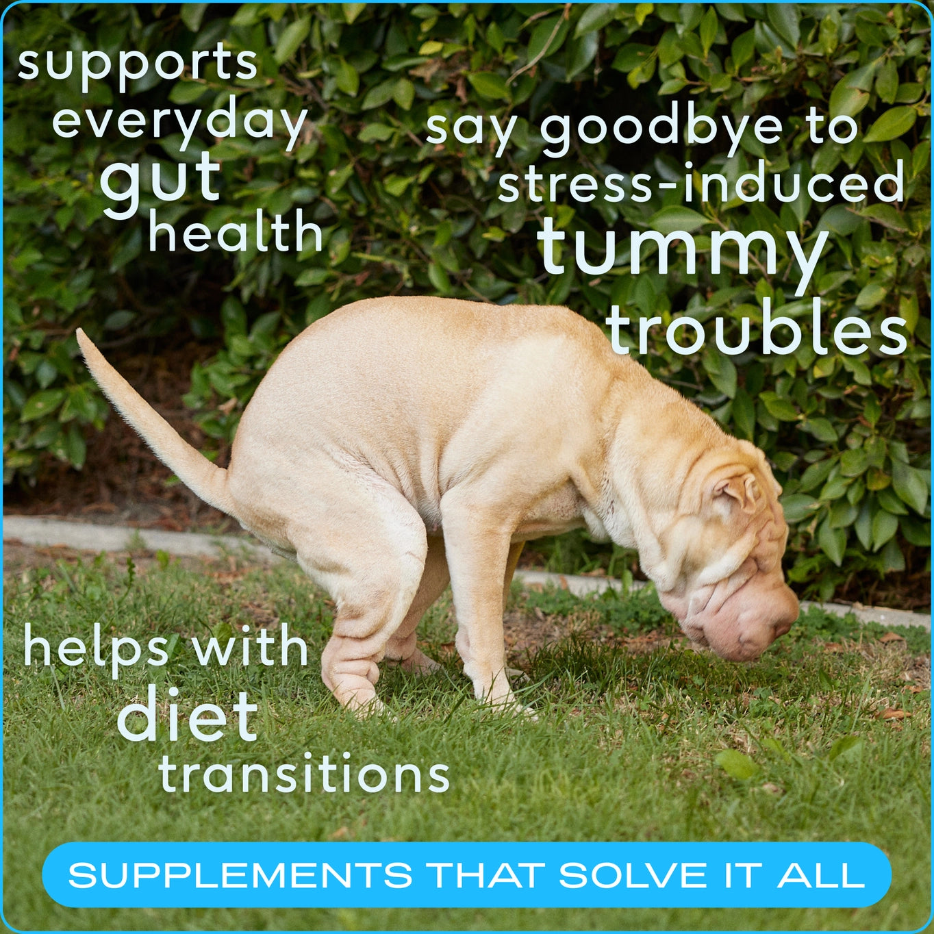 Native Pet Probiotic & Prebiotic Powder Vet-Formulated Supplement