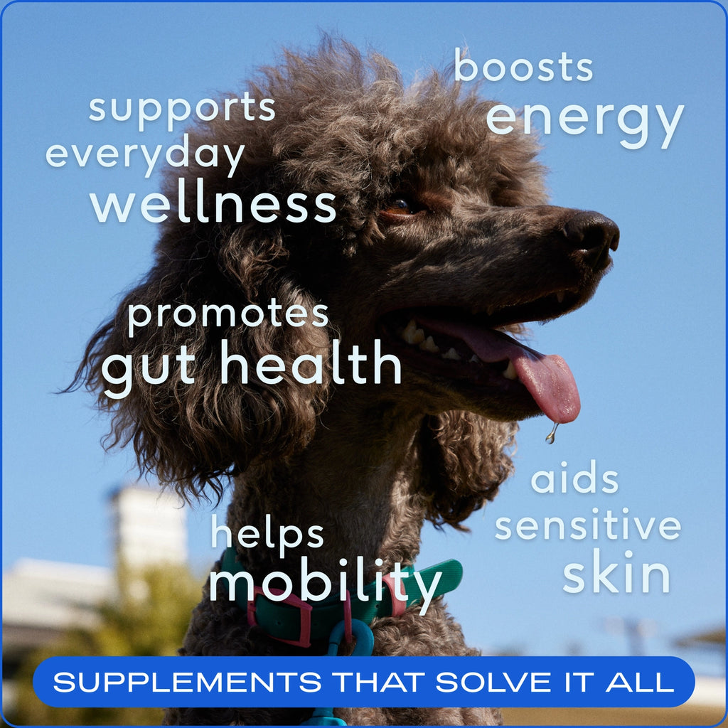 Native Pet The Daily Powder Supplement, 11-in-1 Multivitamins For Dogs