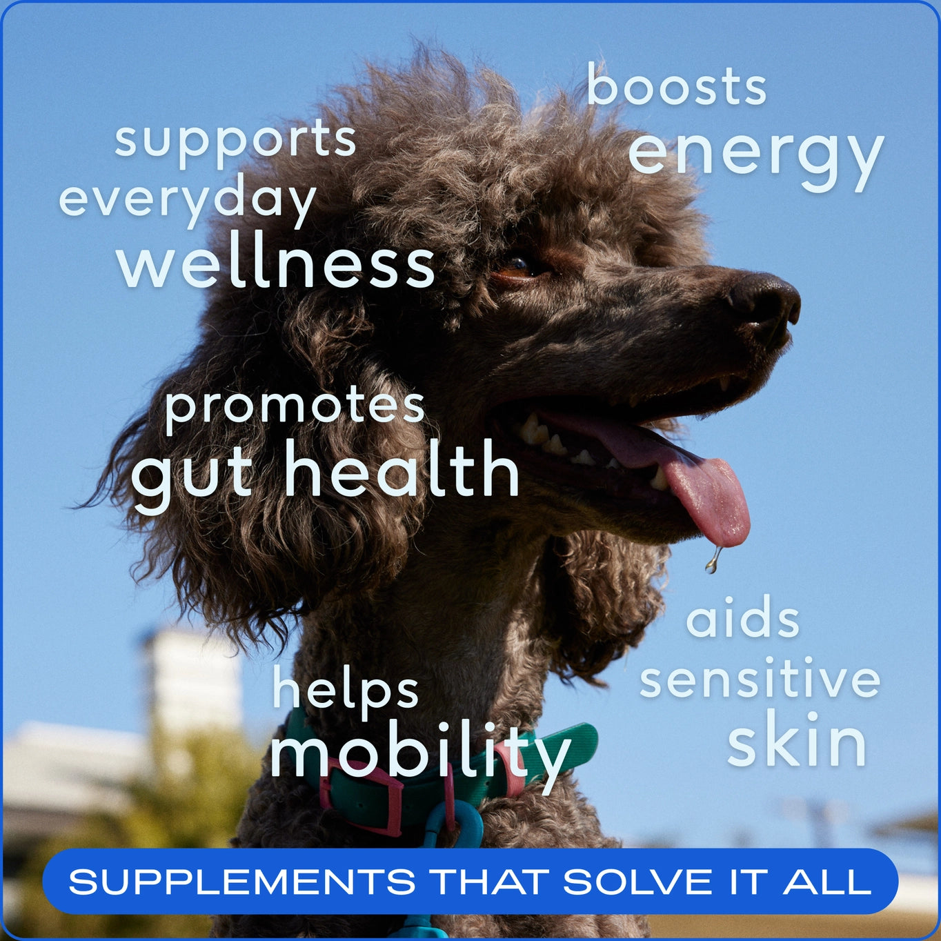 Native Pet The Daily Powder Supplement, 11-in-1 Multivitamins For Dogs