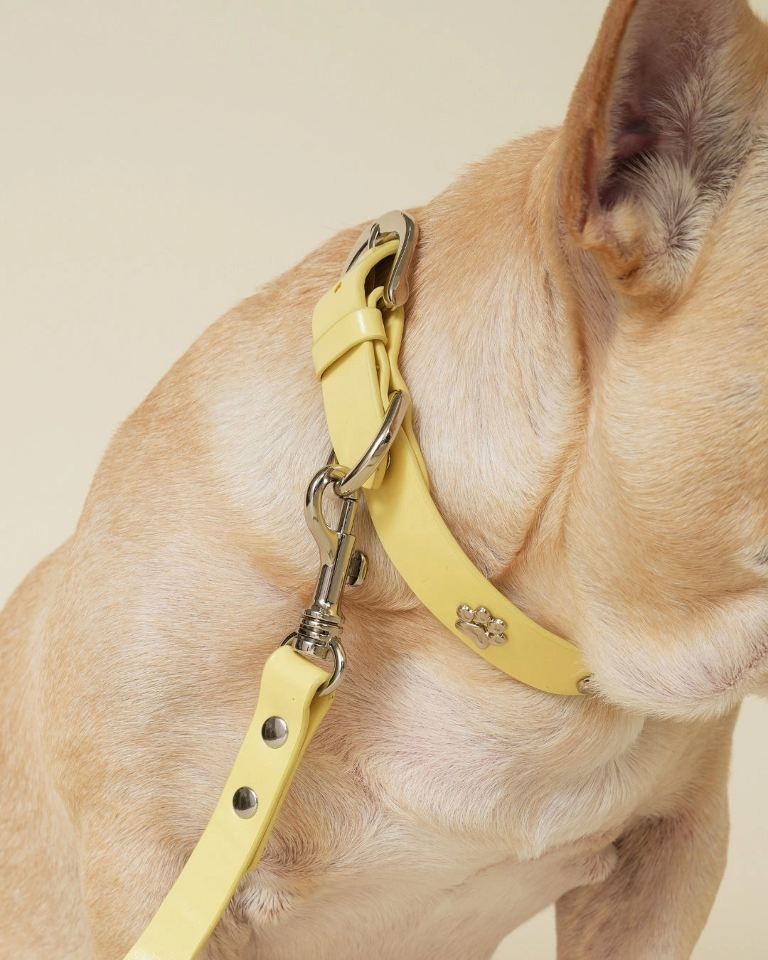 Dear Deuce The Social Butterfly Leash