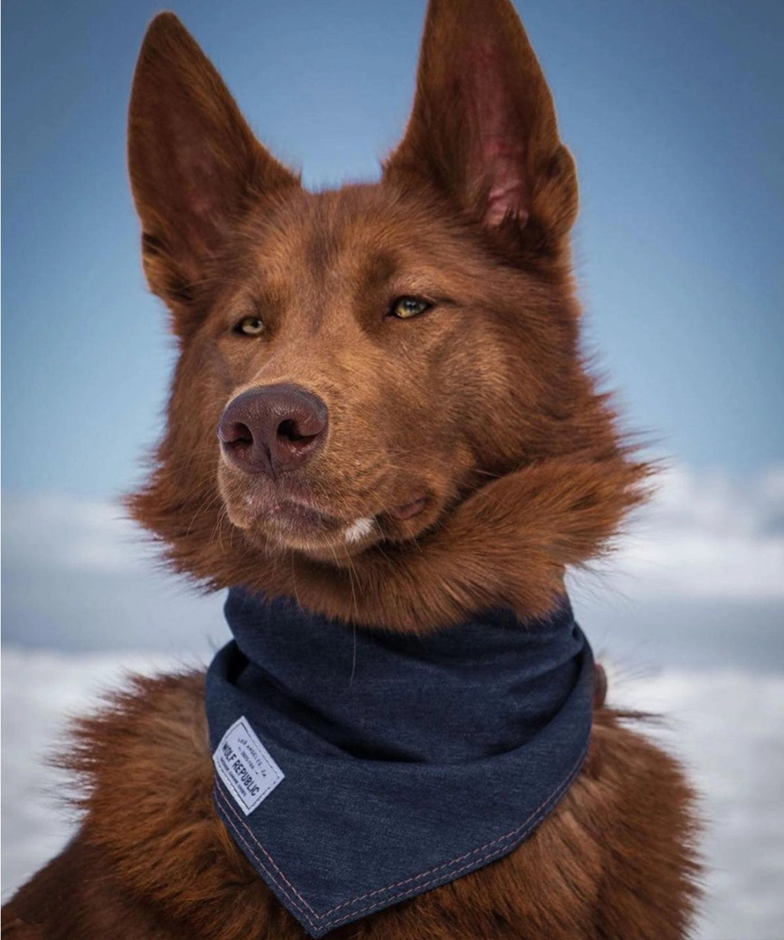 Wolf Republic Denim Bandana