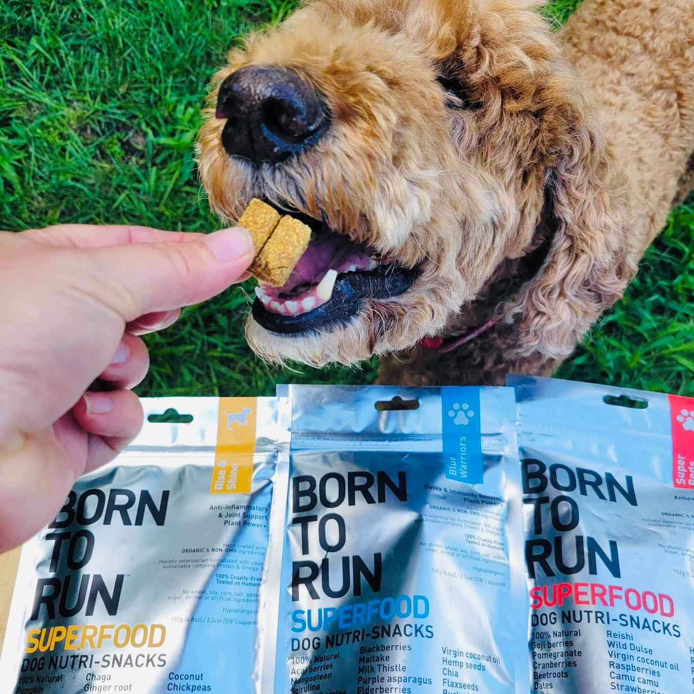 Born To Run Rise & Shine Anti-Inflammatory & Joint Support Treats